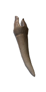 Mimic Tooth.png