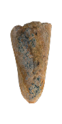 Moldy Bread.png