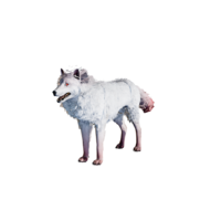 Frost Wolf Elite.png