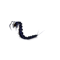 Giant Centipede Nightmare.png