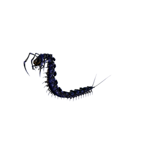 Giant Centipede Nightmare.png