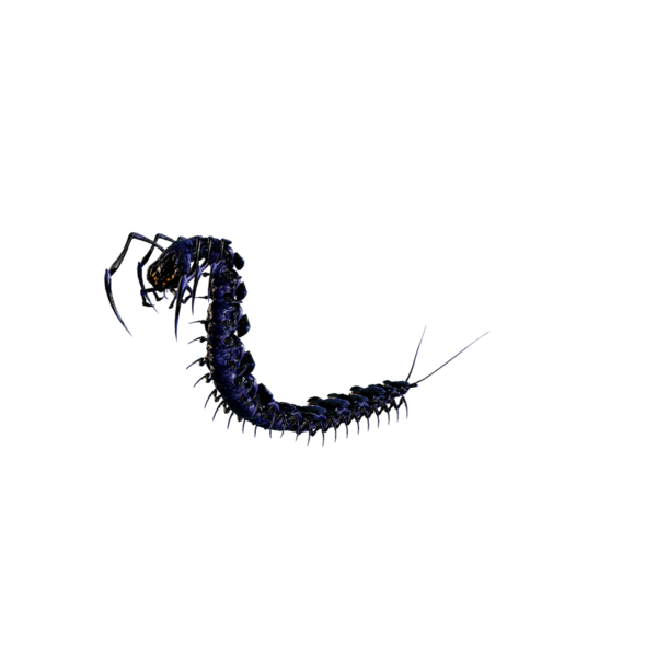File:Giant Centipede Nightmare.png