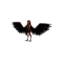 Harpy