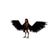 Harpy.png