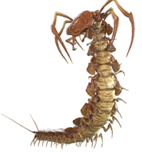 Giant Centipede.png