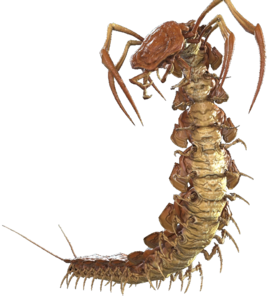 Giant Centipede - Dark and Darker Wiki