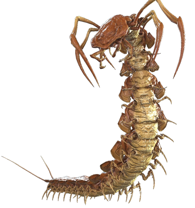 Giant Centipede - Dark and Darker Wiki