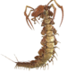 Giant Centipede.png