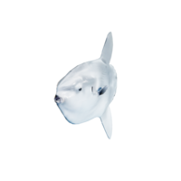 Ocean Sunfish.png