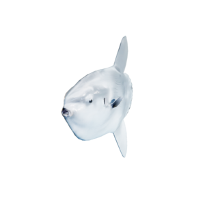 Ocean Sunfish.png