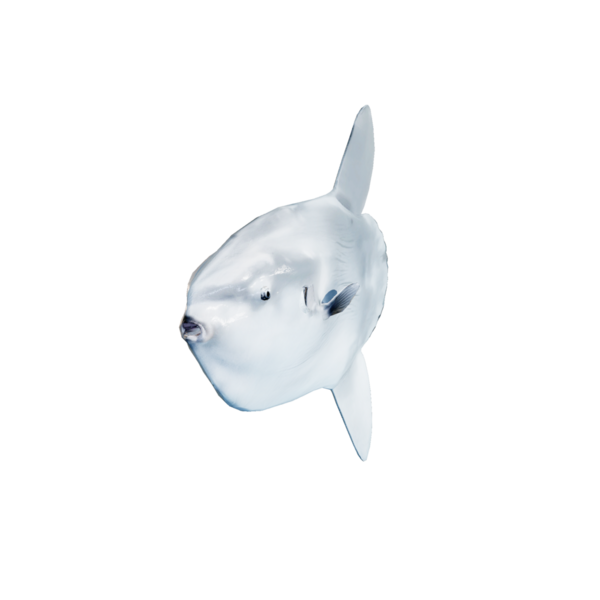 File:Ocean Sunfish.png