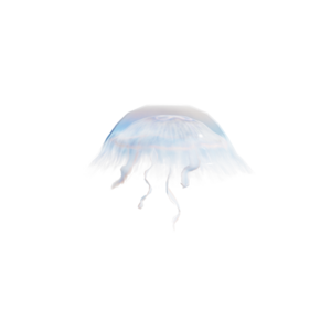 Jellyfish.png