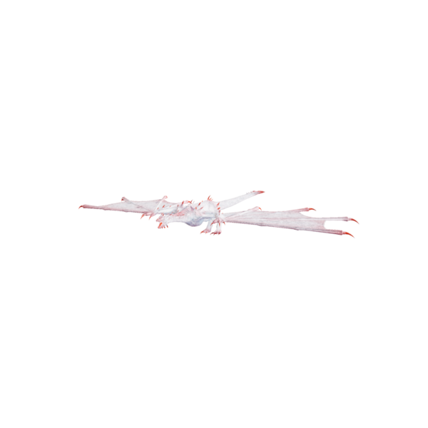 File:Frost Wyvern Elite.png
