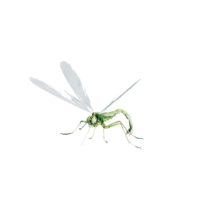 Giant Dragon Fly Elite.png