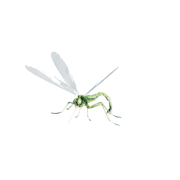 File:Giant Dragon Fly Elite.png