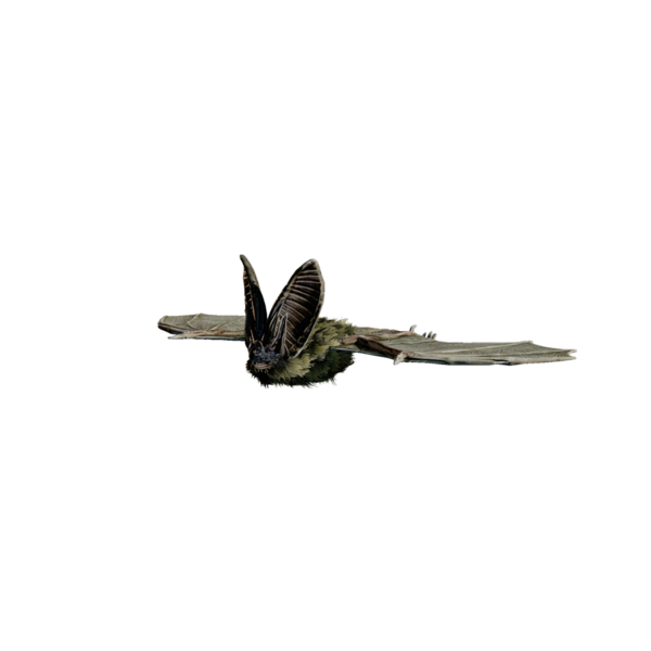 File:Giant Bat.png