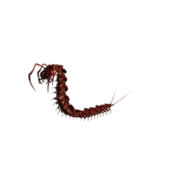 Giant Centipede Elite.png