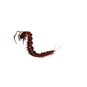 Giant Centipede Elite.png