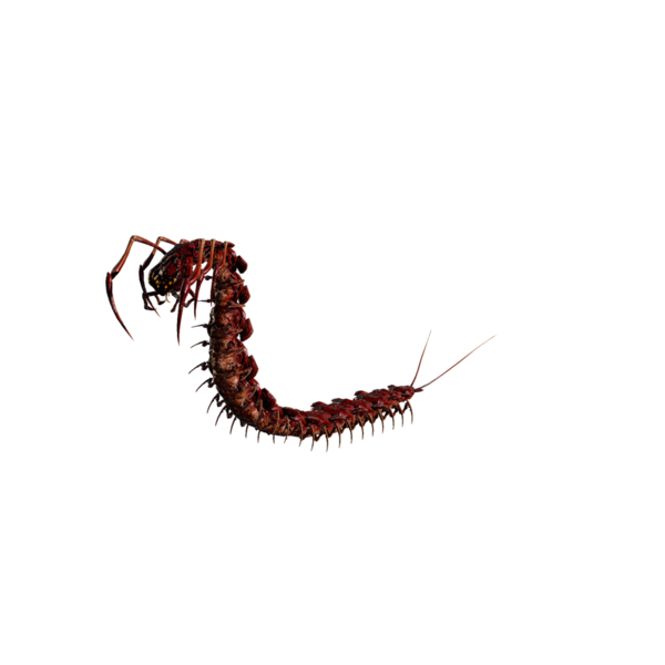File:Giant Centipede Elite.png