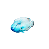 Napoleon Wrasse.png