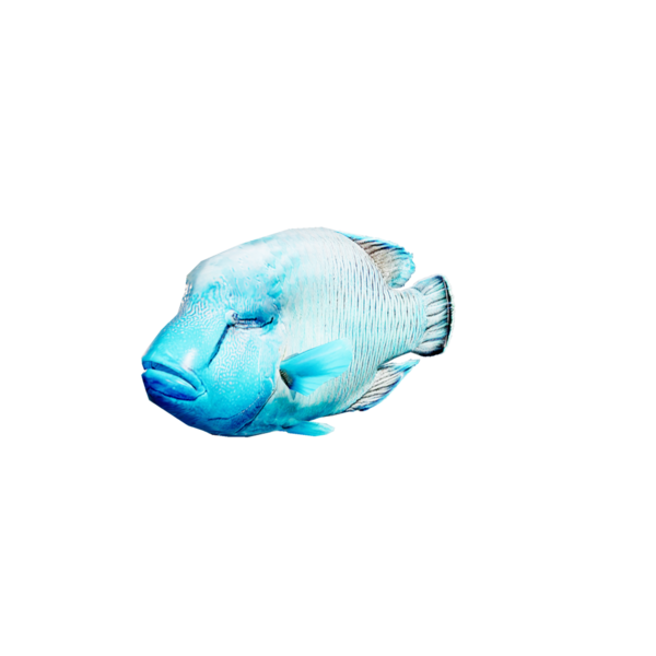 File:Napoleon Wrasse.png