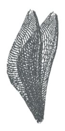Beetle Wings - Dark and Darker Wiki