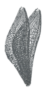Beetle Wings.png