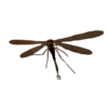 Giant Dragonfly