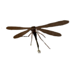 Giant Dragonfly.png