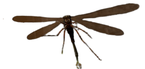 Giant Dragonfly.png