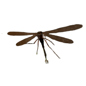 Giant Dragonfly.png