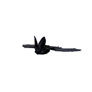 Giant Bat Nightmare.png