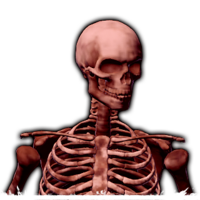 Elite Skeleton Race.png