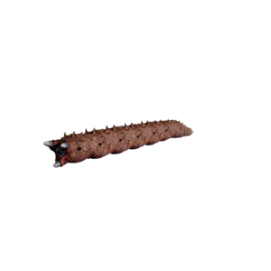 Giant Worm Elite.png