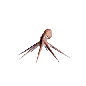 Octopus.png