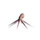 Octopus.png