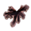 Coral Fragment.png