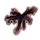 Coral Fragment.png