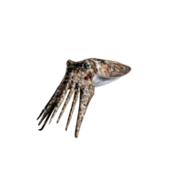 Cuttlefish.png