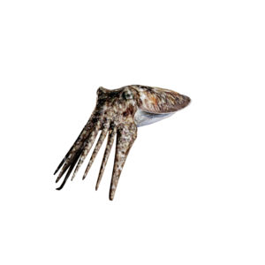 Cuttlefish.png