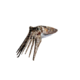 Cuttlefish.png