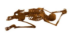 Skeleton Bones.png