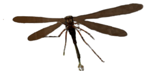 Giant Dragon Fly.png