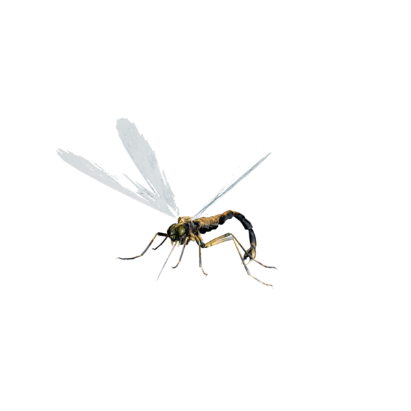 File:Giant Dragon Fly.png