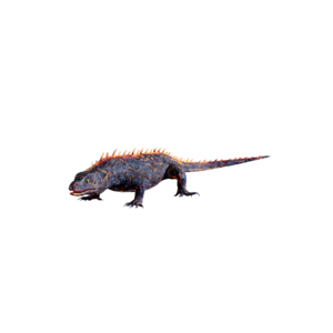 Fire Lizard.png
