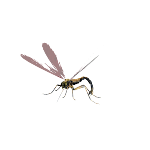 Giant Dragon Fly Nightmare.png