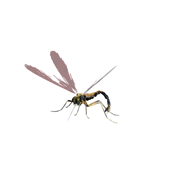 File:Giant Dragon Fly Nightmare.png