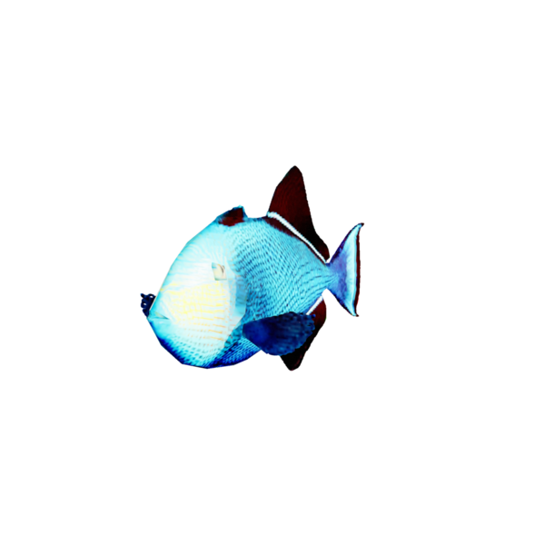 File:Black Durgon.png