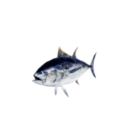 Bluefin Tuna.png