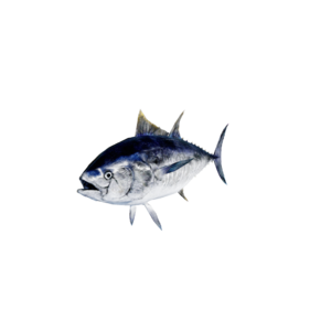 Bluefin Tuna.png